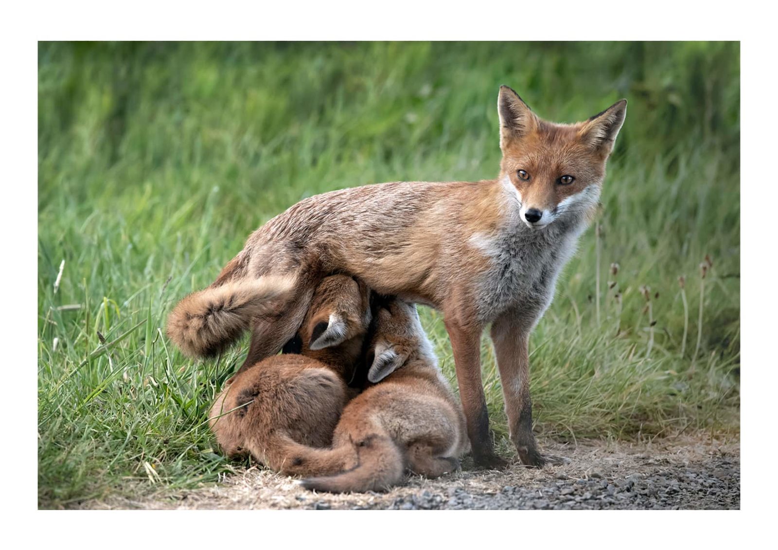Fox Cubs feeding