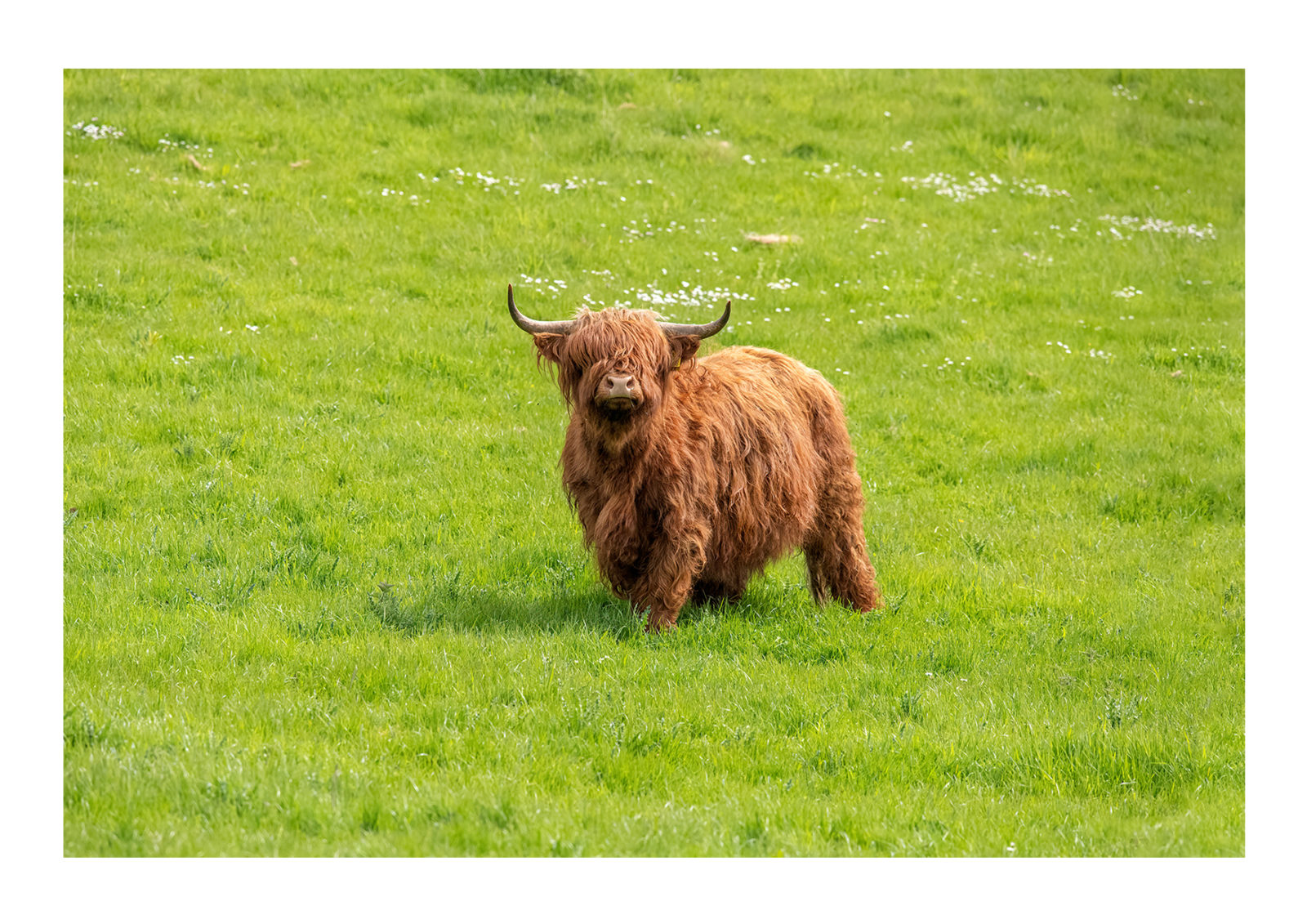 highland cow 2